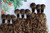 Cabello de seda Curly  9 piezas Largo 28,24,20 color 18/613