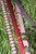 014|Pink,Fuchsia