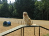 Dog Walk Ramp in Green