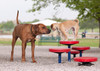A great component for dogs of any size