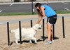 Great challenge for any size dog!