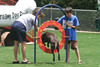 Adjustable Tire Jump is perfect for dogs of any size