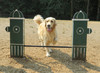 Dog-On-It Parks Adjustable Jump Bar is a favorite for all dogs