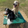 Paws/Grooming Table