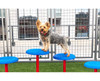 BarkPark™ Stepping Paws