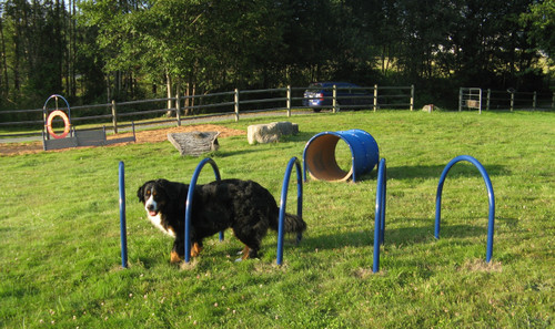 Dog Park Agility & Obstacle Course Equipment