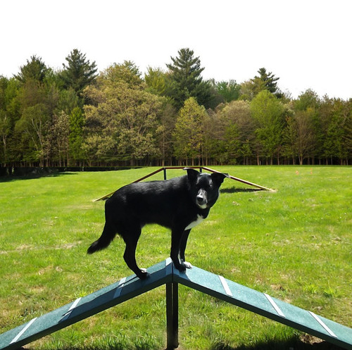 Dog park equipment for climbing, jumping, crawling