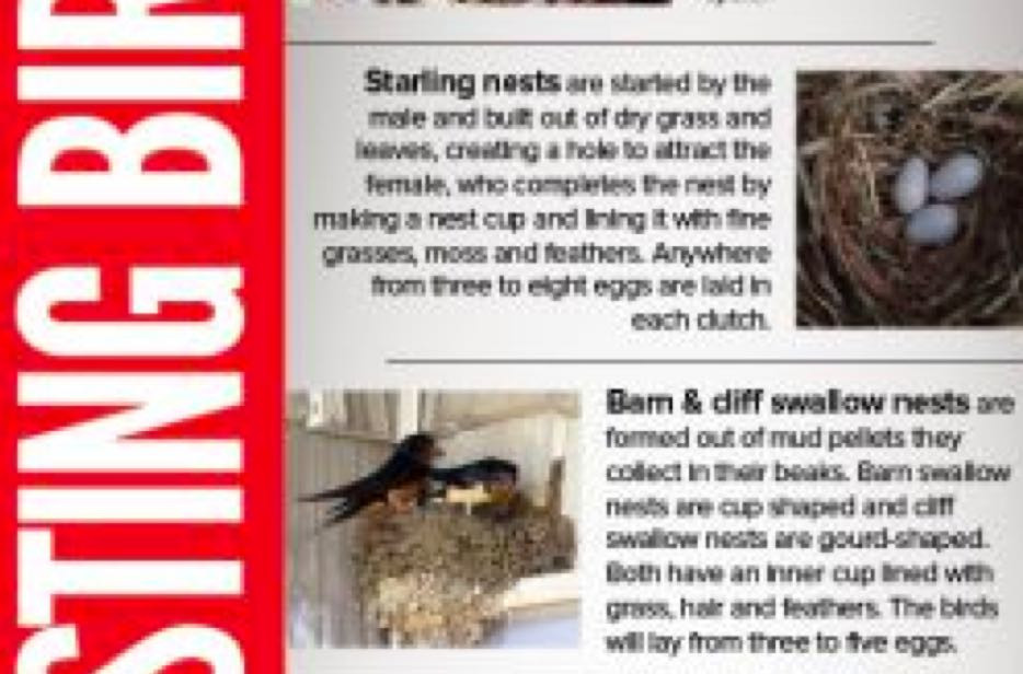Facts About Starlings An Infographic