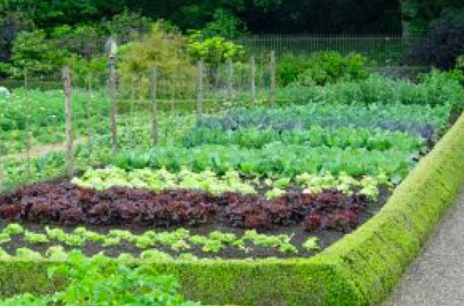 How to Keep Birds Out of Your Garden