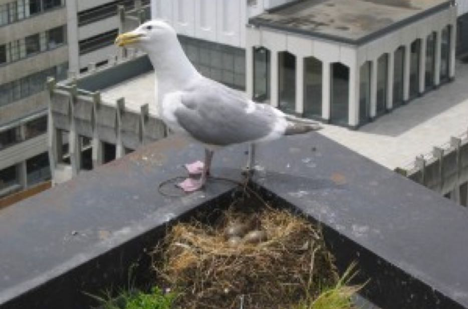 Why Pest Birds Want to Nest on Your Building
