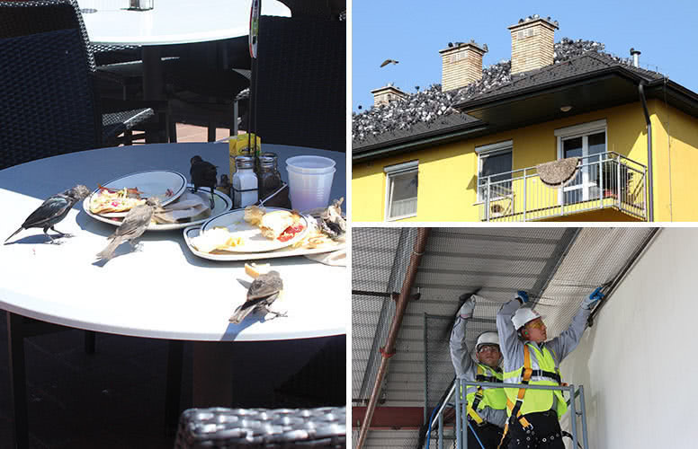 Bird damage examples