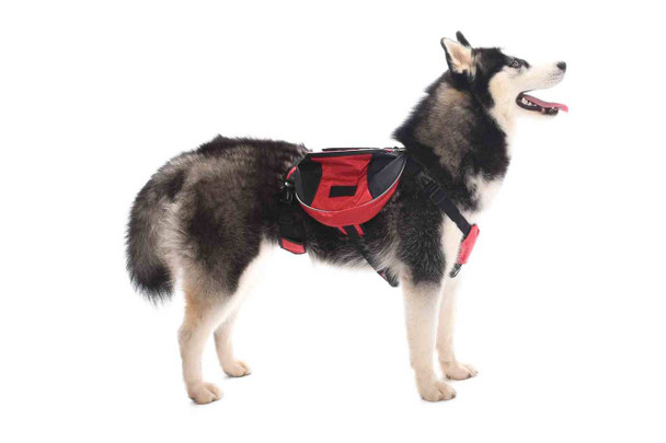 Bio:Renew White Strawberry & Sweet Mint Shampoo, 400Ml, No Parabens No Colourants