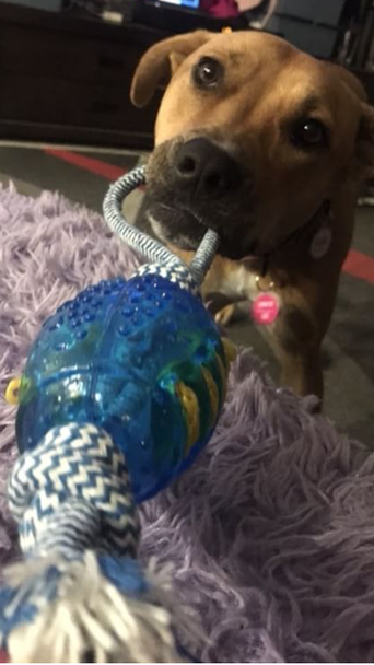 Braun Series 3 310s Rechargeable Wet & Dry Shaver