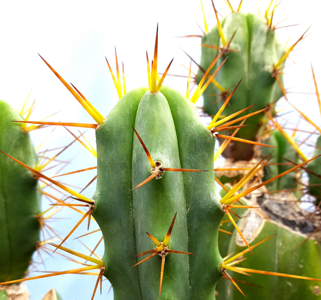 bridgesii cactus with link to buy trichocereus cacti