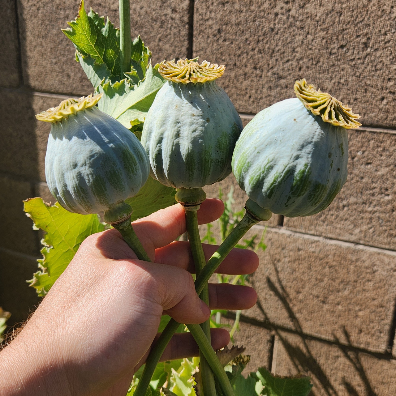 A hand is holding large poppy pods