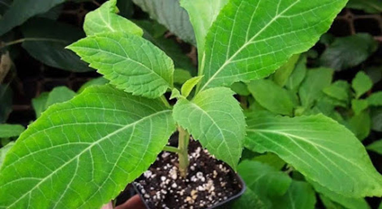 live salvia divinorum plant in a pot