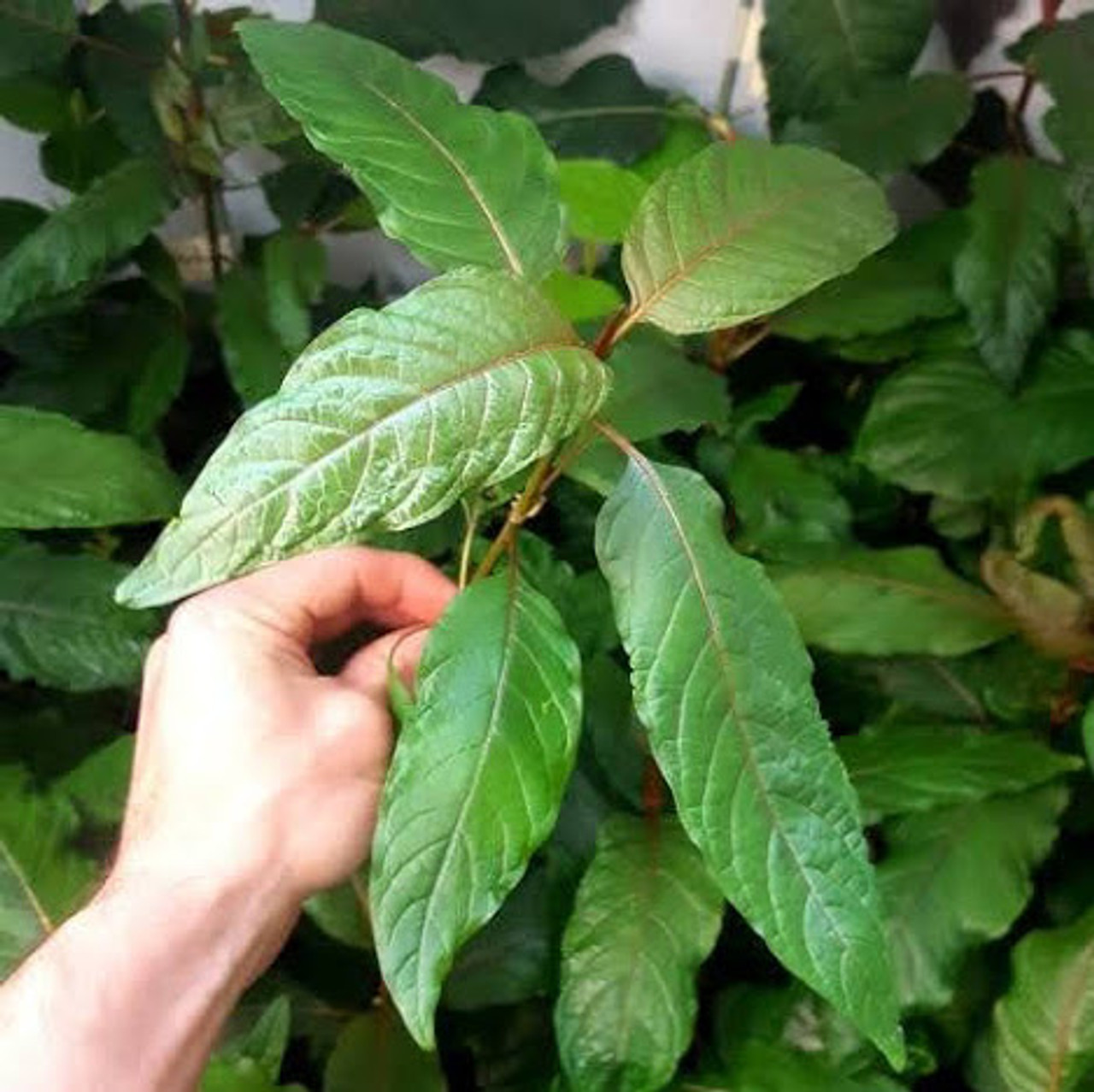 live kratom plant being held up to display