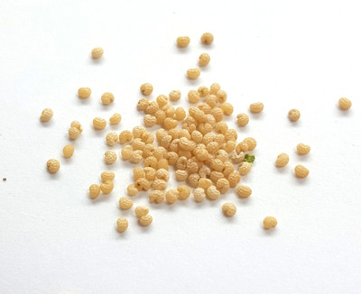 Persian white peshawar poppy seeds