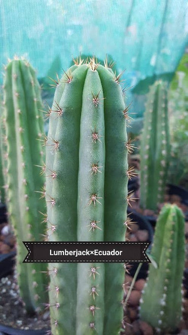 Lumberjack cactus crossed with Ecuadorian san pedro