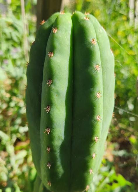 trichocereus peruvianus cactus crossed with scopulacola cactus. Big cactus with short spines an and green flesh. 