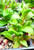 Kanna plant Sceletium tortuosum succulent plant