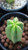 luberjack cactus x scopulicola