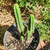 Clone #9 trichocereus cactus 