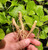 Seeds for Ashwagandha root