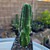 san pedro monstrose cactus in a pot with soil