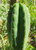 trichocereus peruvianus cactus crossed with scopulacola cactus. Big cactus with short spines an and green flesh. 