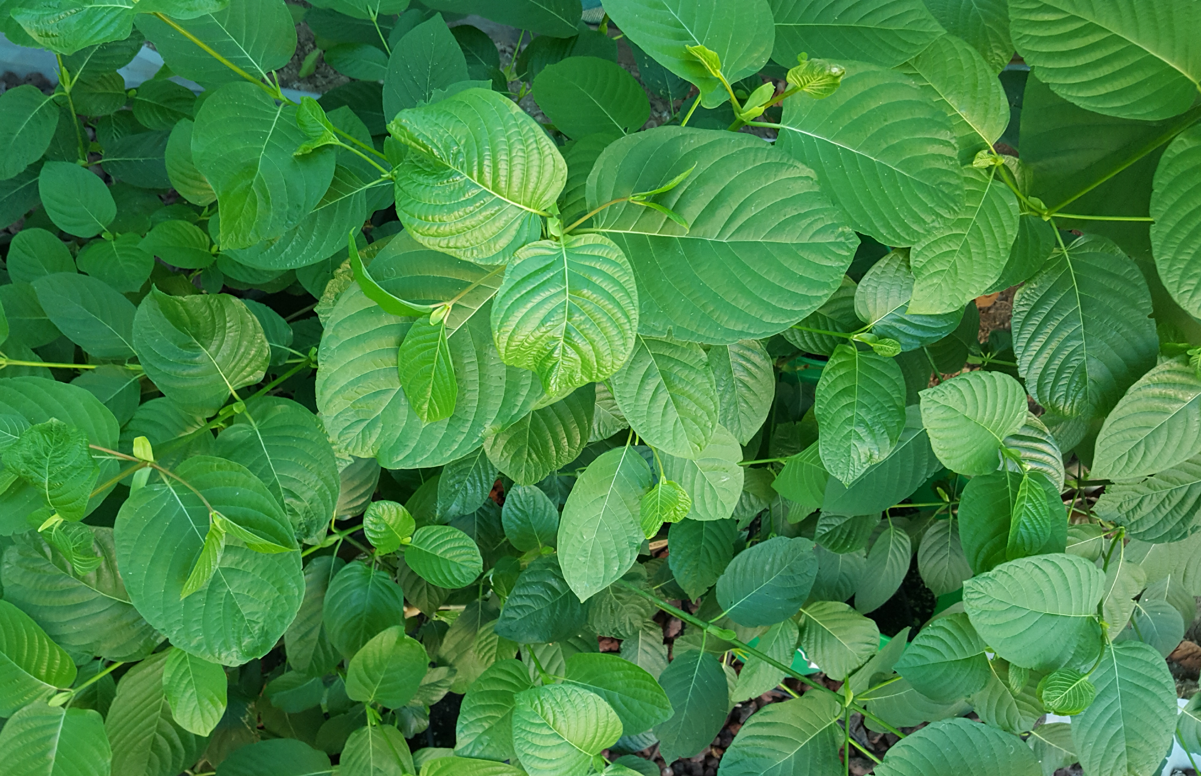 growing kratom plants