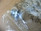 Allen Bradley 800Fm-P7 Pilot Light Indicator Allen Bradley 800Fm-P7 Pilot Light Indicator