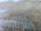 Torrington Bh-1016 Drawn Cup Needle Roller Bearing 5/8In X 13/16In