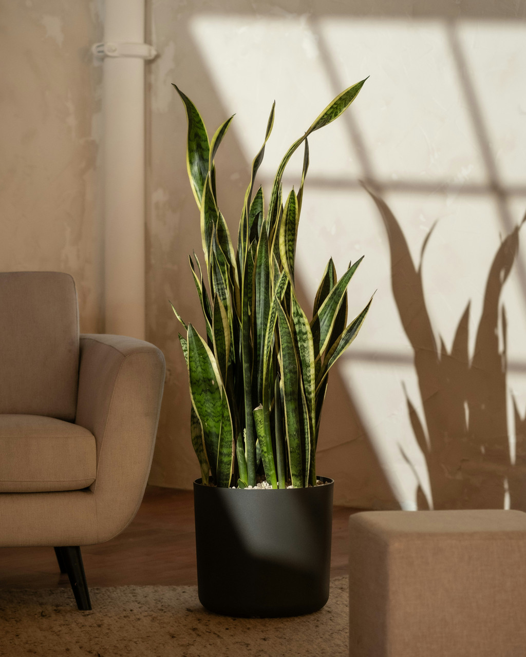 banana plant succulent Senecio Radicans 'String of Bananas'  Classy Casita