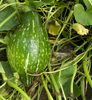 Hubbard (True Green)