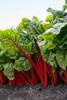 Rhubarb (Ruby Red)