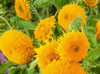 Sungold Dwarf "Teddy Bear"