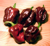 Habanero (Chocolate)  Chocolate Habanero