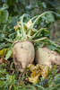 Sugar Beet