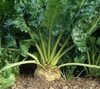 Sugar Beet - Untreated