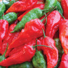 Ghost Pepper (Bhut Jolokia) 