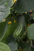 Gherking 