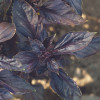 Basil-Red Rubin Basil-Red Rubin