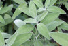 Sage-Broadleaf
