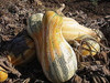 Autumn Colors Cushaw