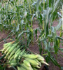 Seminis SV9010SA