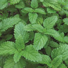 Lemon Balm Lemon Balm