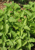 Lemon Balm Lemon Balm