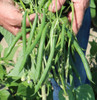 Dark Horse Beans