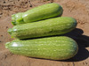 Grey Zucchini